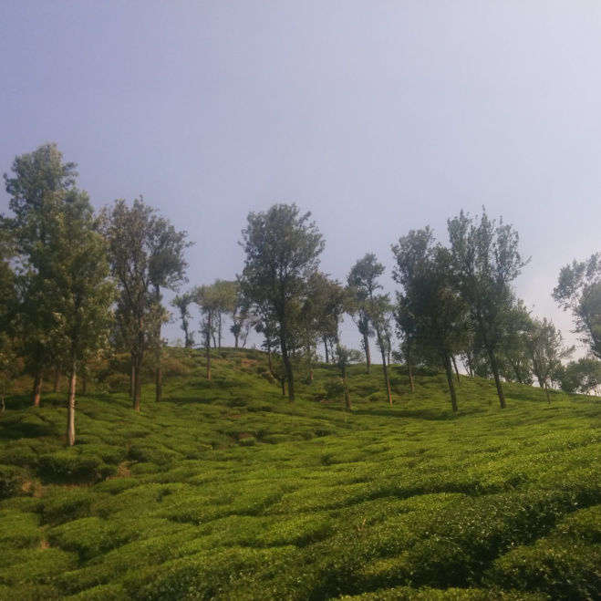 Photo of Tea gardens and much more! 9/12 by Pallavi Washivale