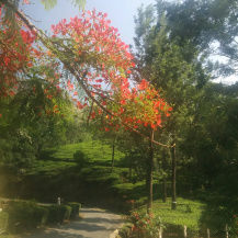 Photo of Tea gardens and much more! 10/12 by Pallavi Washivale