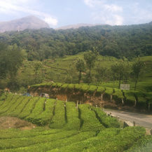 Photo of Tea gardens and much more! 12/12 by Pallavi Washivale