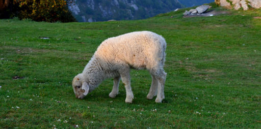 Photo of Triund 18/25 by Pallavi Washivale