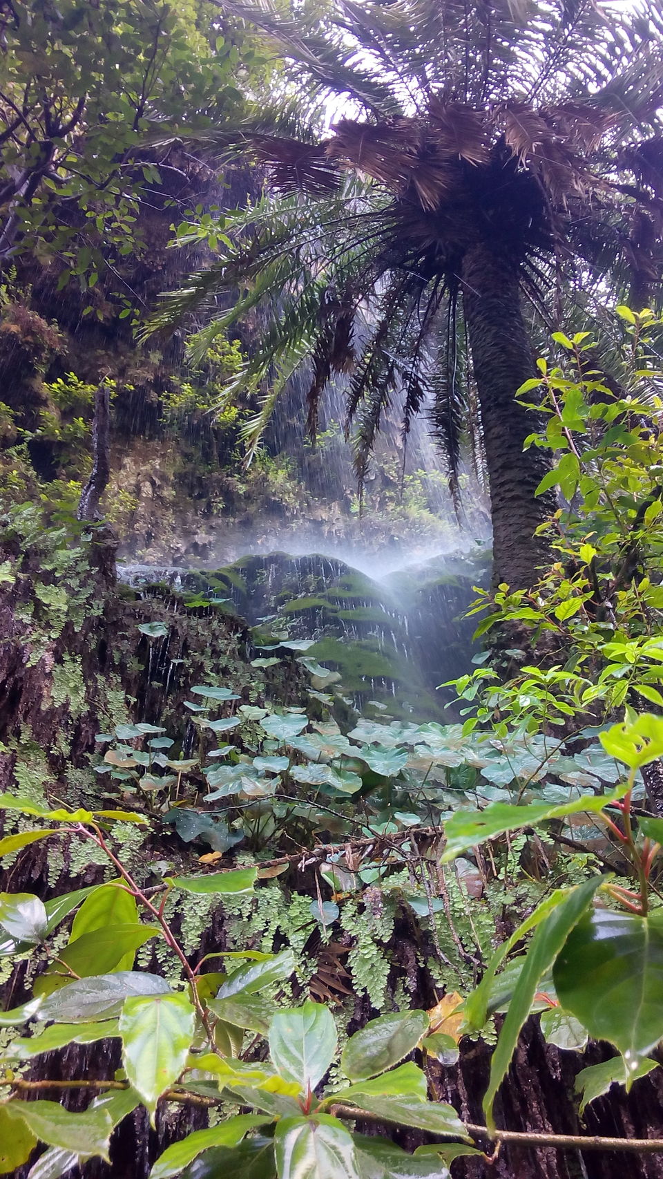 Photo of Exploring the Queen of Hills: A trip to Dehradun- Mussourie 2/4 by Vishakha Srivastava
