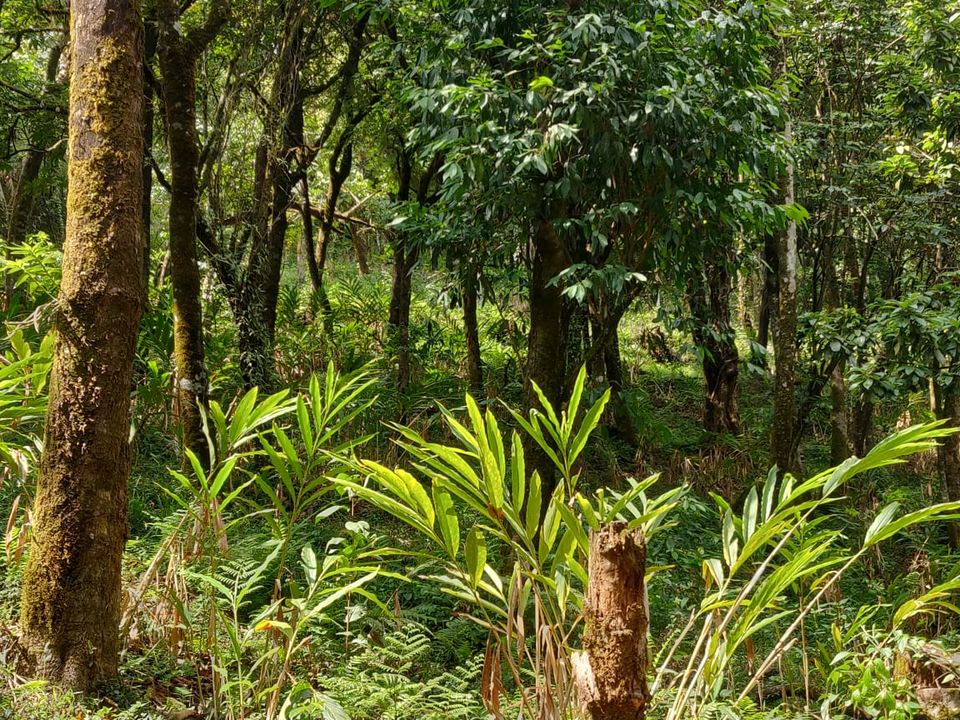 Photo of Weekend Escapade to Coorg by Vishakha Srivastava