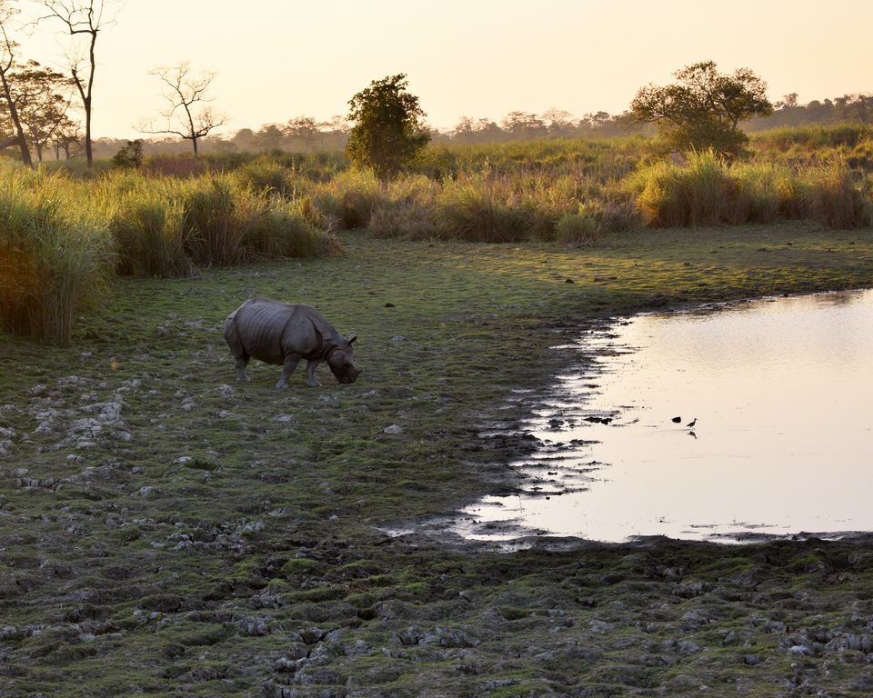 Photo of Kaziranga National Park, Assam, India by Avilasha Sarmah