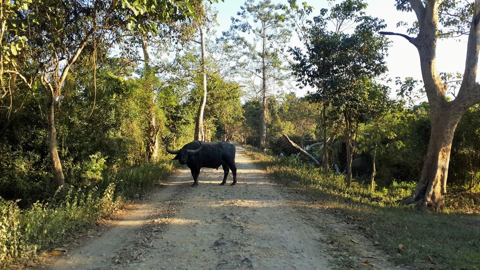 Photo of A Love Letter to Kaziranga*. by Avilasha Sarmah