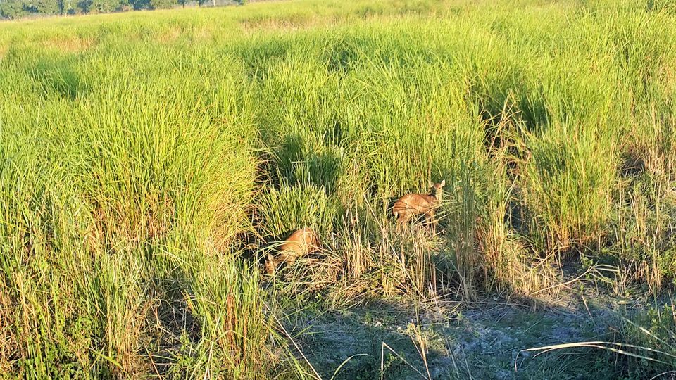 Photo of A Love Letter to Kaziranga*. by Avilasha Sarmah