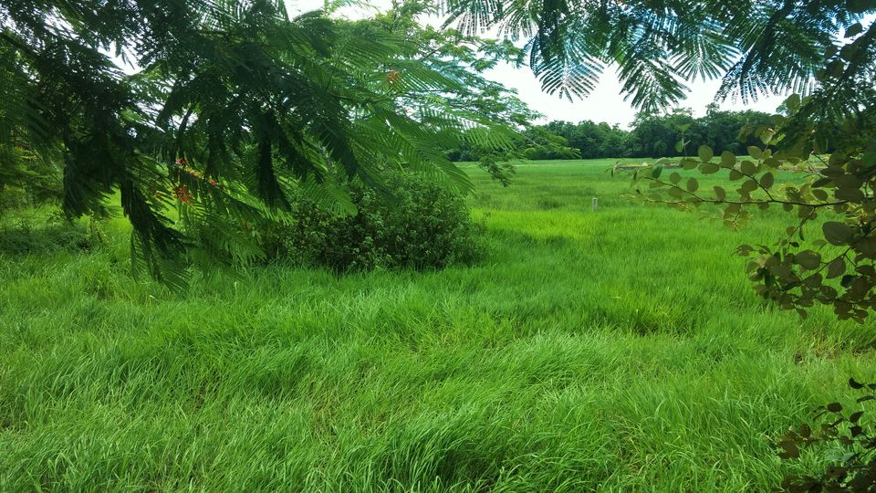Photo of A Love Letter to Kaziranga*. by Avilasha Sarmah