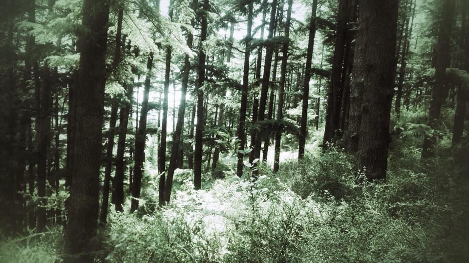 Photo of Weekend Getaway to Shimla 2/7 by Sukriti Somvanshi
