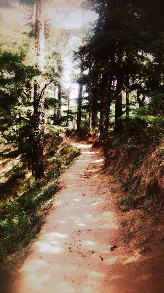 Photo of Weekend Getaway to Shimla 4/7 by Sukriti Somvanshi