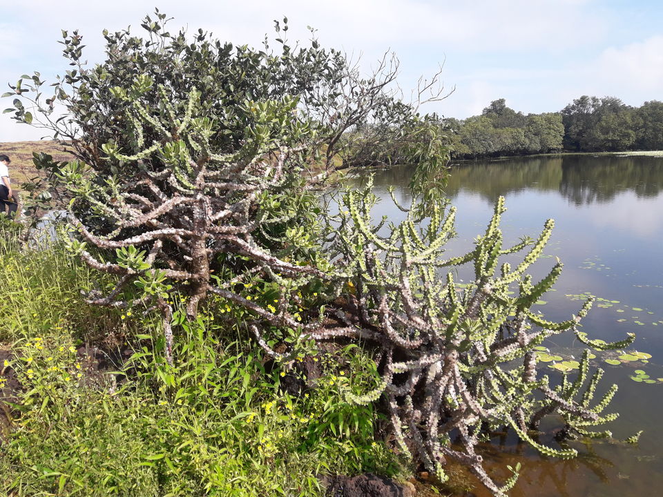 Photo of Kaas Plateau and nearby attractions in Satara by Amruta
