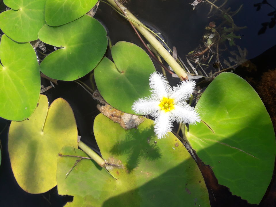 Photo of Kaas Plateau and nearby attractions in Satara by Amruta