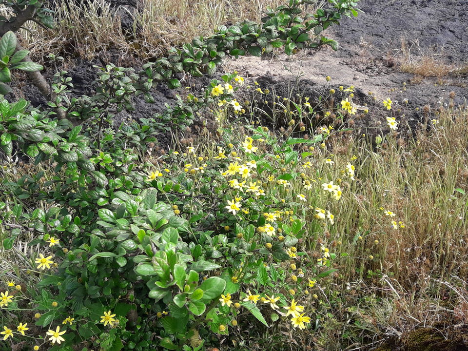 Photo of Kaas Plateau and nearby attractions in Satara by Amruta