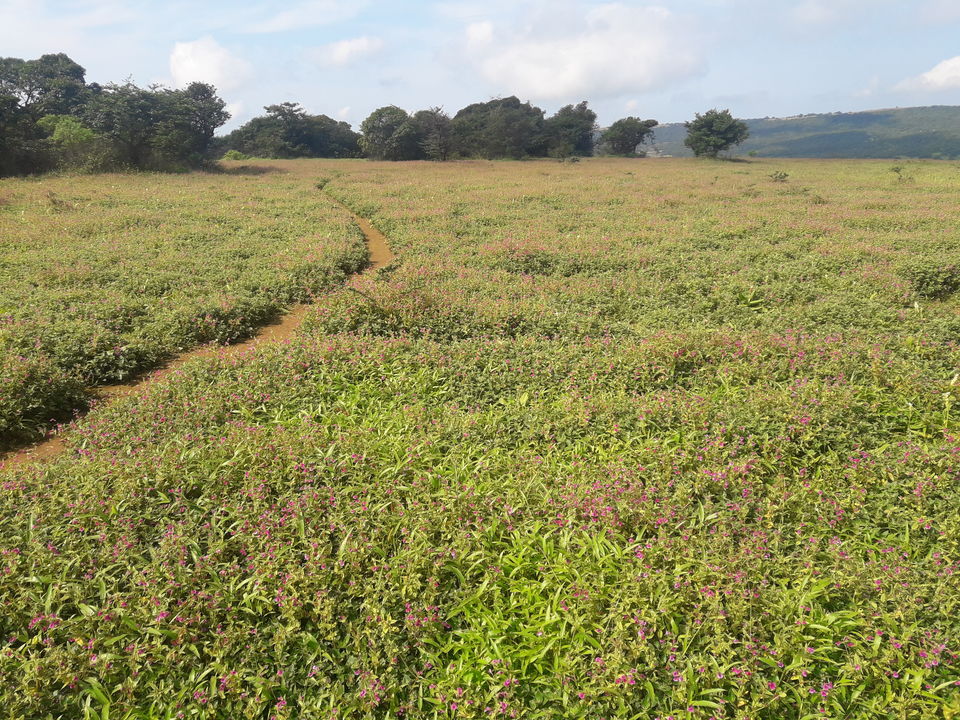 Photo of Kaas Plateau and nearby attractions in Satara by Amruta