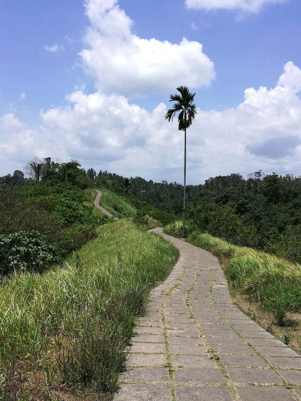 Photo of Campuhan Ridge Walk, Jalan Raya Campuan, Sayan, Gianyar, Bali, Indonesia by Amruta