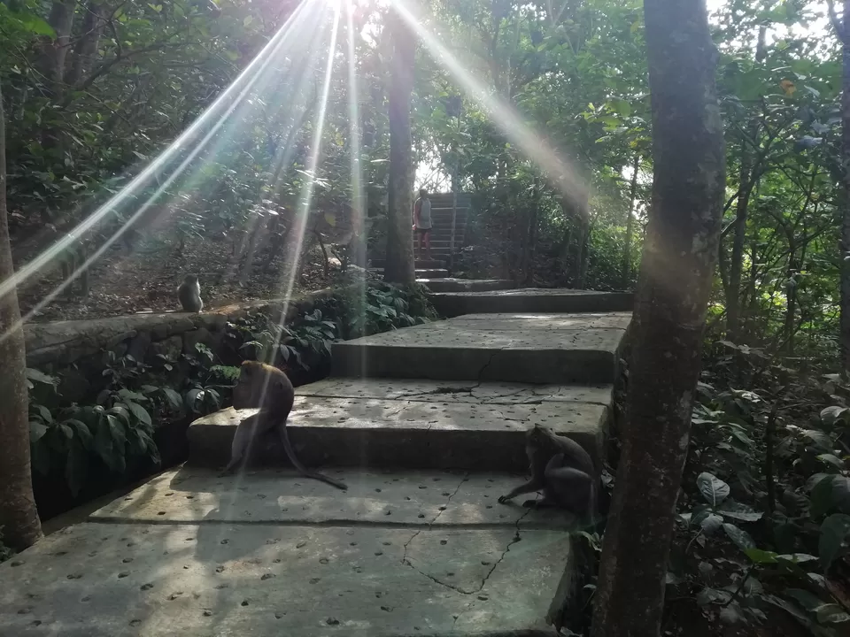 Photo of Sacred Monkey Forest Sanctuary, Jalan Monkey Forest, Ubud, Gianyar, Bali, Indonesia by Amruta