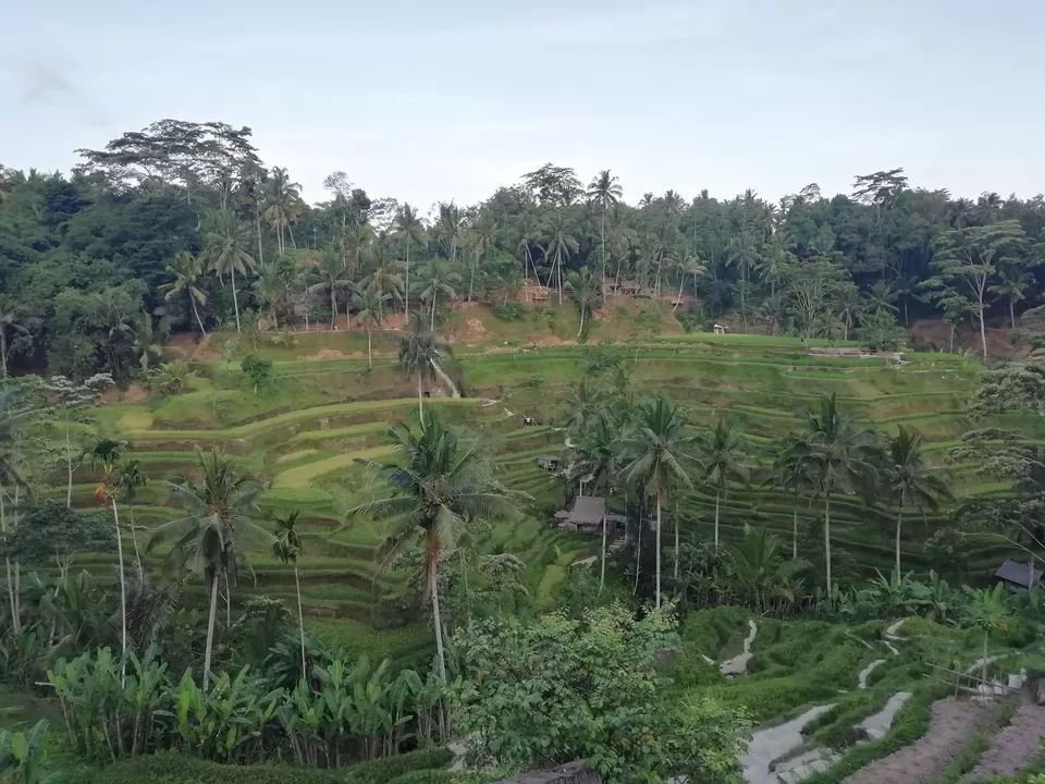 Photo of Tegalalang Rice Terrace, Jalan Raya Tegallalang, Tegallalang, Gianyar, Bali, Indonesia by Amruta