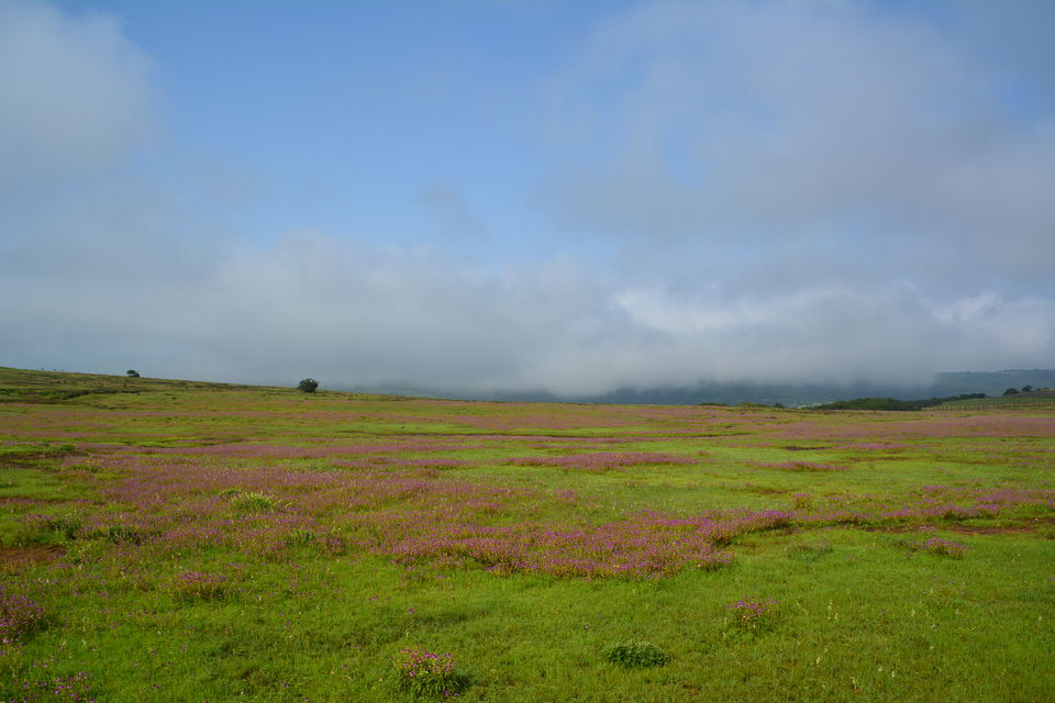Photo of Plateau of Flowers-Kaas Plateau 1/5 by Chinar Patil
