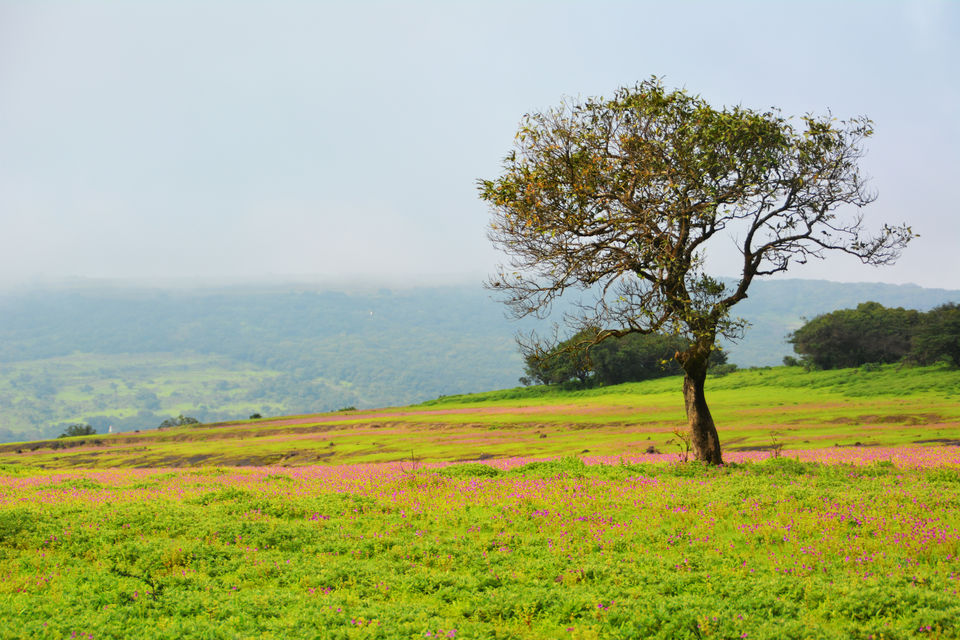 Photo of Plateau of Flowers-Kaas Plateau 2/5 by Chinar Patil
