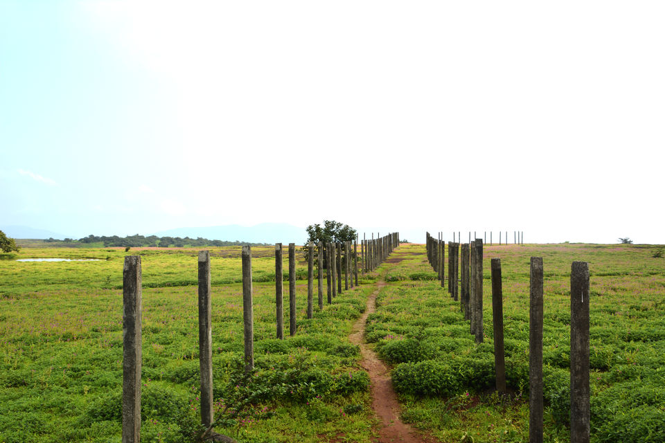 Photo of Plateau of Flowers-Kaas Plateau 3/5 by Chinar Patil