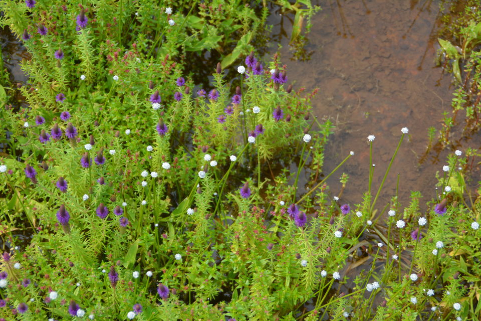 Photo of Plateau of Flowers-Kaas Plateau 4/5 by Chinar Patil
