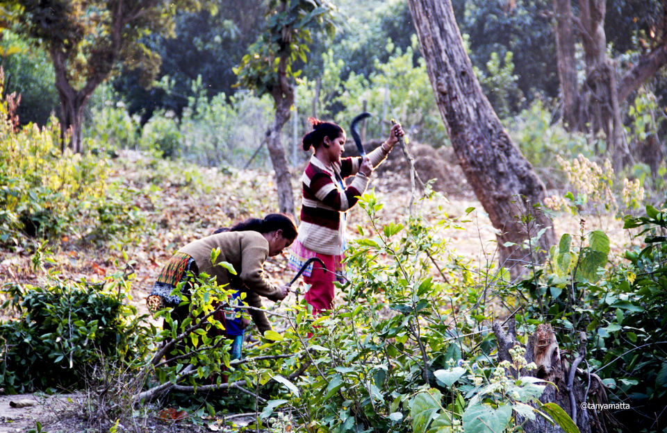Photo of Wilderness ! (Trip to Jim Corbett) 1/2 by Tanya Matta
