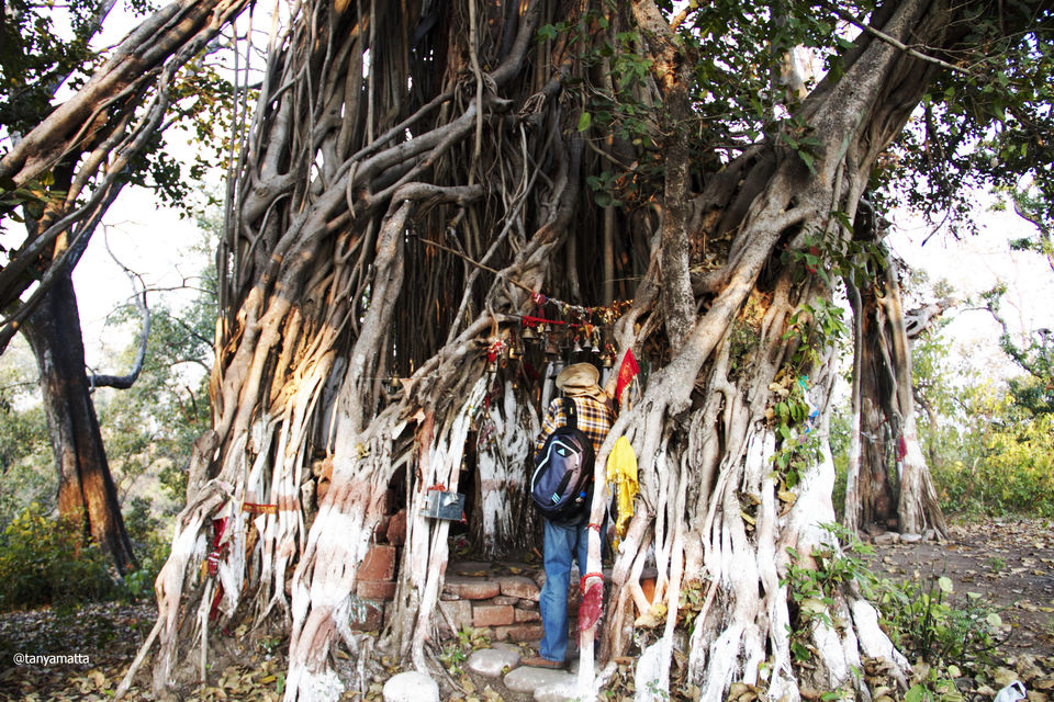 Photo of Wilderness ! (Trip to Jim Corbett) 2/2 by Tanya Matta