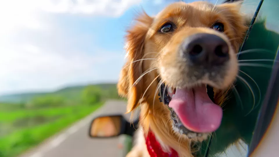 Photo of Exploring Dog-Friendly Vacation Locations in India by TravelJunkies ✔