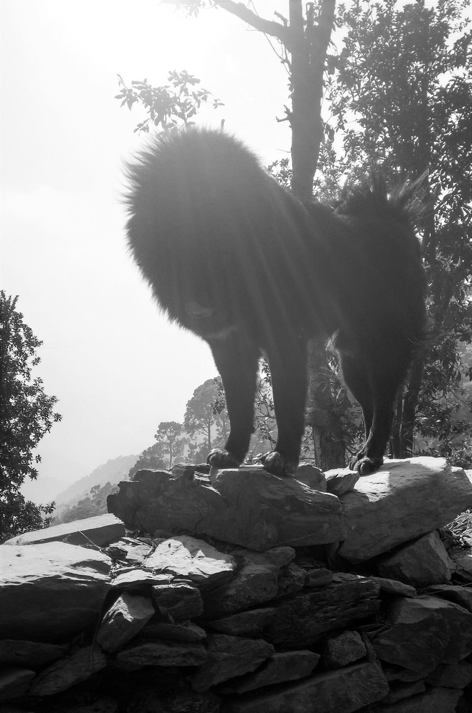 Photo of Hidden Haven in the Himalayas: Pangot 8/11 by Parul