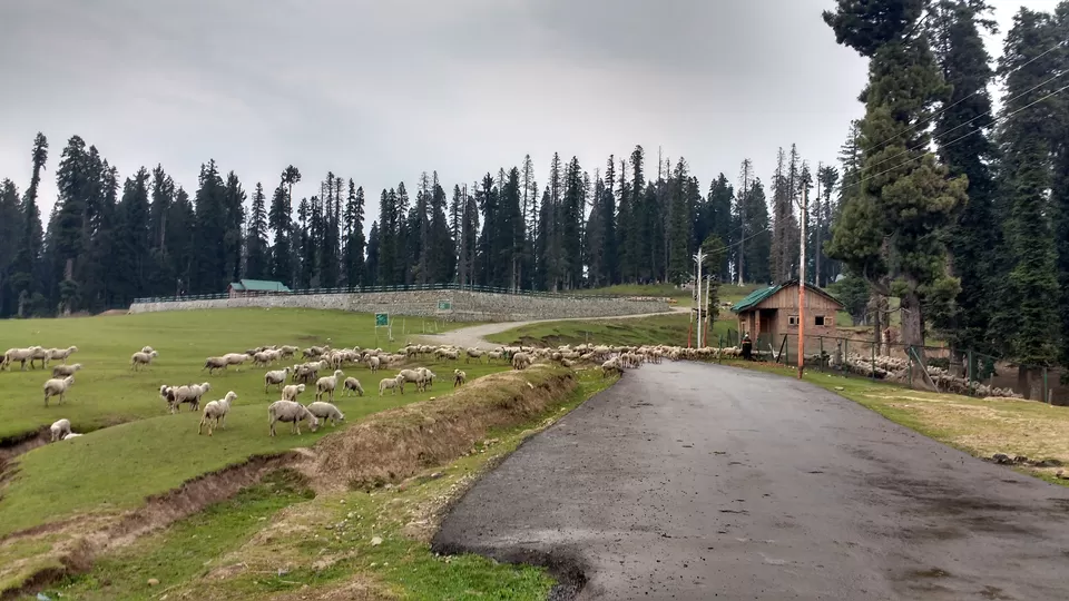 Photo of Doodhpathri by Atishay Jain