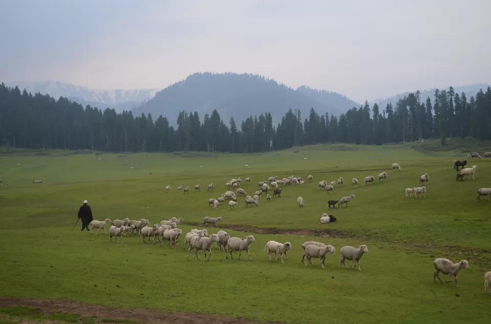 Photo of Doodhpathri by Atishay Jain