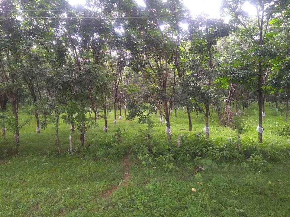 Photo of Things to do in Mangalore by Kalaivani Velusamy