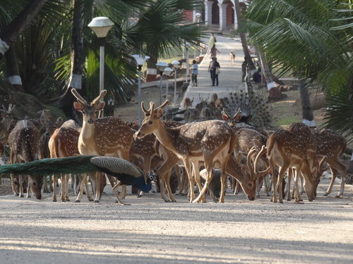 Photo of Ross Island , Andaman and Nicobar Islands by Lets Head Out