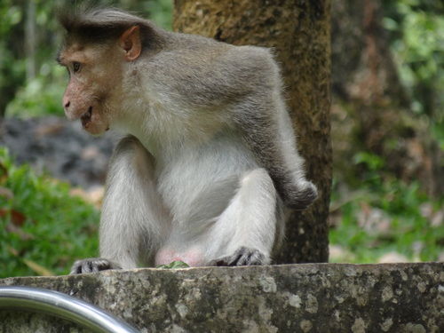 Photo of Periyar Tiger Reserve, Thekkady, Kumily, Kerala, India by Lets Head Out