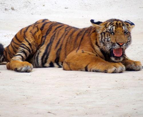 Photo of Tiger Temple Lum Sum Kanchanaburi Thailand by Lets Head Out