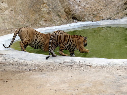 Photo of Tiger Temple Lum Sum Kanchanaburi Thailand by Lets Head Out