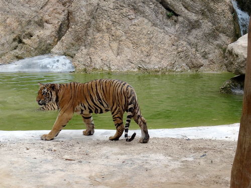Photo of Tiger Temple Lum Sum Kanchanaburi Thailand by Lets Head Out