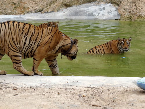 Photo of Tiger Temple Lum Sum Kanchanaburi Thailand by Lets Head Out