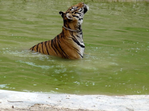 Photo of Tiger Temple Lum Sum Kanchanaburi Thailand by Lets Head Out