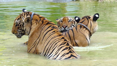 Photo of Tiger Temple Lum Sum Kanchanaburi Thailand by Lets Head Out