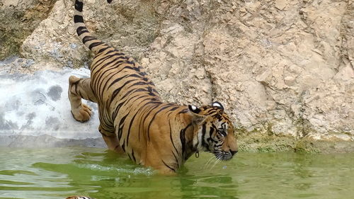 Photo of Tiger Temple Lum Sum Kanchanaburi Thailand by Lets Head Out