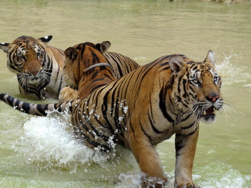 Photo of Tiger Temple Lum Sum Kanchanaburi Thailand by Lets Head Out