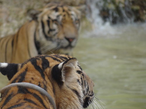Photo of Tiger Temple Lum Sum Kanchanaburi Thailand by Lets Head Out