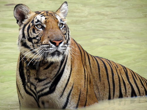 Photo of Tiger Temple Lum Sum Kanchanaburi Thailand by Lets Head Out