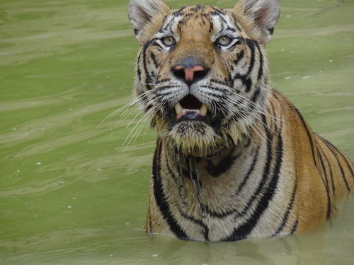 Photo of Tiger Temple Lum Sum Kanchanaburi Thailand by Lets Head Out