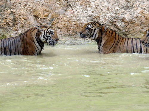 Photo of Tiger Temple Lum Sum Kanchanaburi Thailand by Lets Head Out