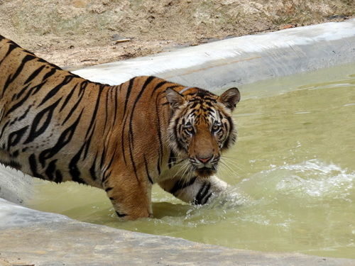 Photo of Tiger Temple Lum Sum Kanchanaburi Thailand by Lets Head Out