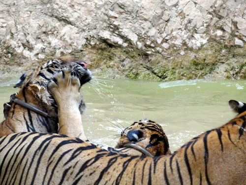 Photo of Tiger Temple Lum Sum Kanchanaburi Thailand by Lets Head Out