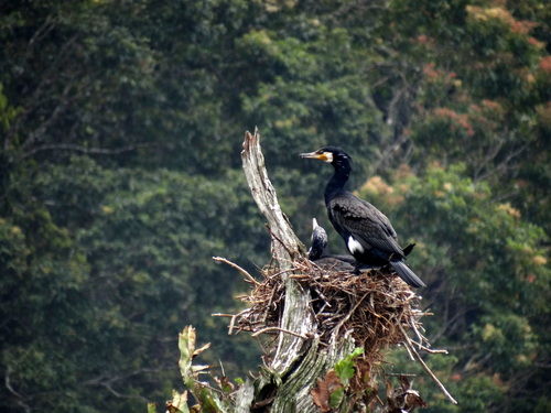 Photo of Go Green in God's own Country 5/18 by Lets Head Out