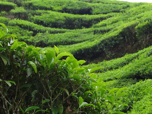 Photo of Go Green in God's own Country 10/18 by Lets Head Out