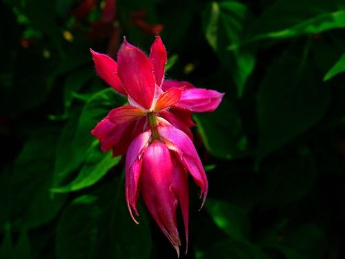 Photo of Floral fervor! 1/15 by Lets Head Out