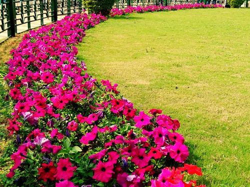 Photo of Floral fervor! 2/15 by Lets Head Out